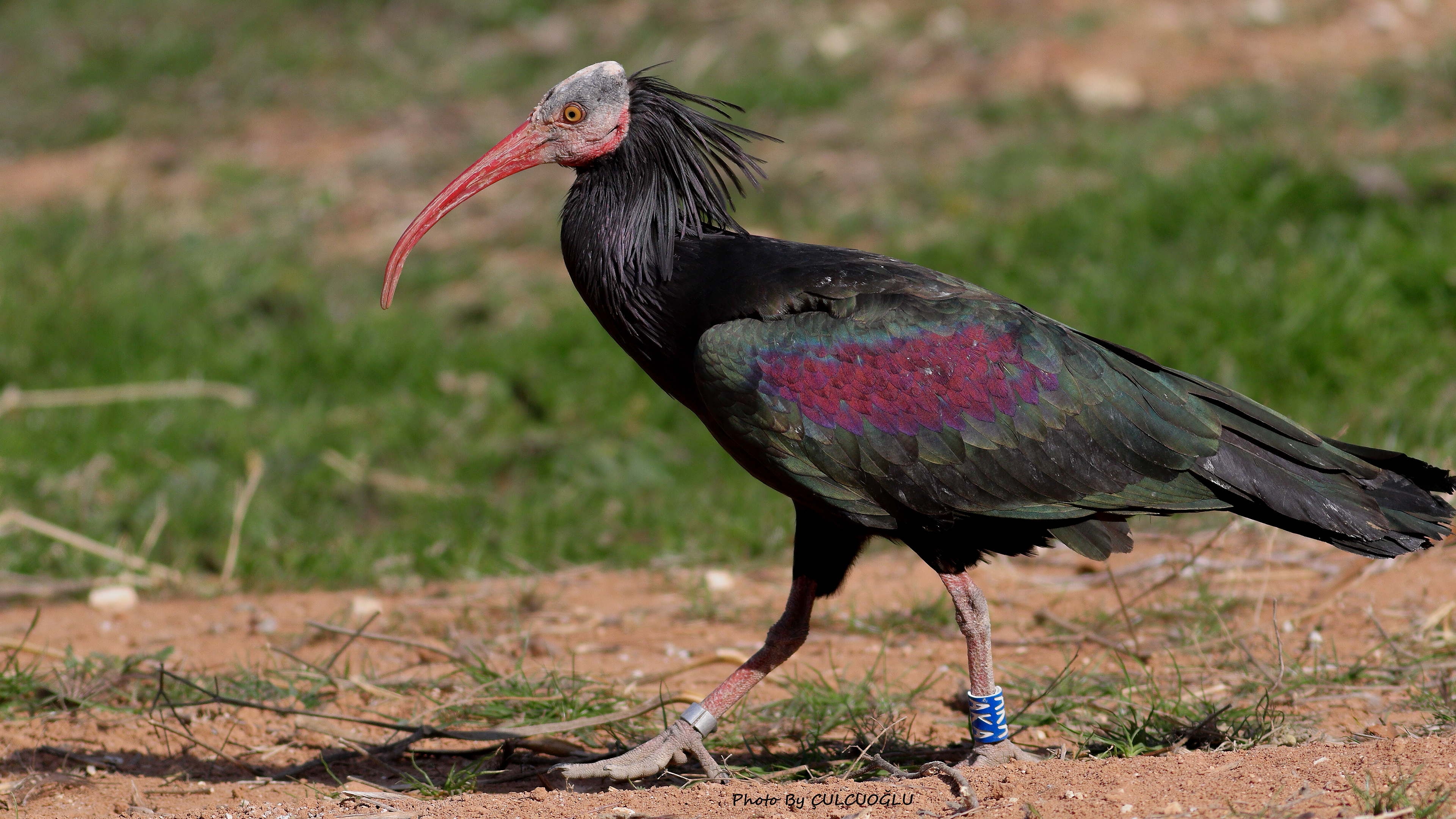 Northern Bald Ibis